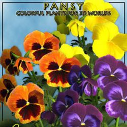 Pansy