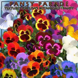 Pansy Parade