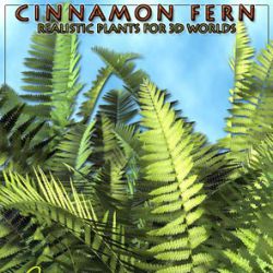 Cinnamon Fern