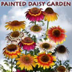 Painted Daisy Garden