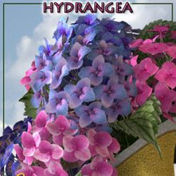 Hydrangea