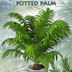 Potted Palm