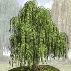 Weeping Willow