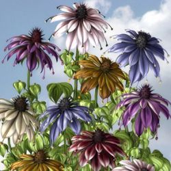 Lisa's Botanicals- Faerie Flower II