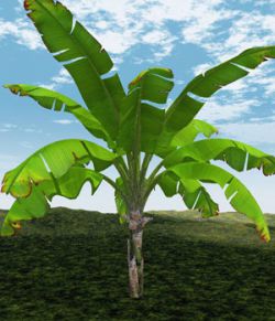 Banana Tree