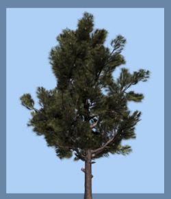 Pinus eldarica DR