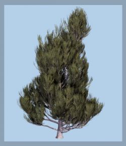 Juniperus communis DR