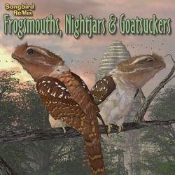 Songbird ReMix Frogmouths, Nightjars & Goatsuckers