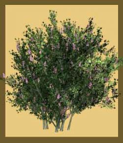 Syringa vulgaris DR