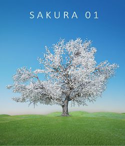 Sakura 01