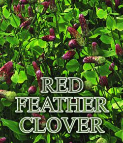 Flinks Flowers - Flower 1 - Red Feather Clover