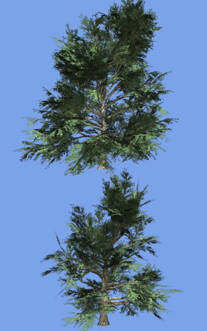 Click here to see preview images for "Golden Larch DR" Golden Larch DR