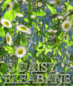 Flinks Flowers - Flower 3 - Daisy Fleabane