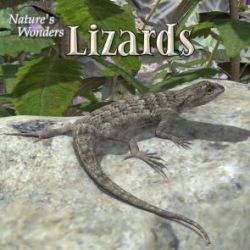 Nature's Wonders Lizards