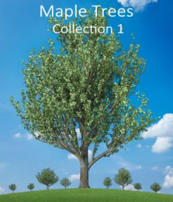 Maple trees collection1