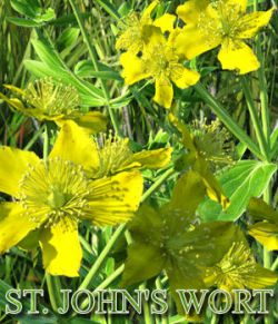 Flinks Flowers - Flower 5 - St Johns Wort