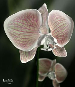 Orchid Phalaenopsis