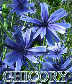 Flinks Flowers- Flower 6- Common Chicory