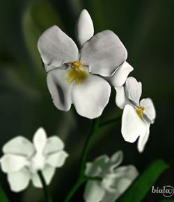 Orchid Miltonia