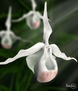 Orchid Phragmipedium