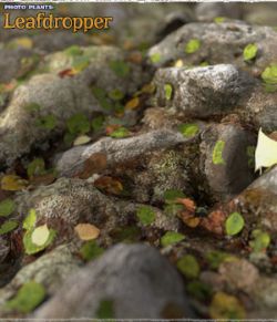 Photo Plants: Leafdropper