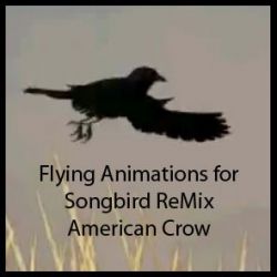 Fly for Songbird Remix American Crow