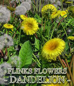 Flinks Flowers- Flower 7- Dandelion