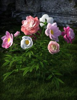 Poseable Peonies