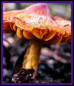 CPS-FabulousFungi01