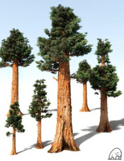 Giant Sequoia by AM