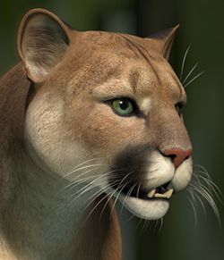 HiveWire Cougar