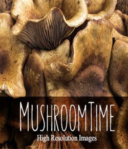 Mushroom Time