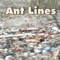 Nature's Wonders Ant Lines