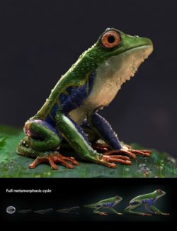 Amazon Tree Frogs and Tadpole