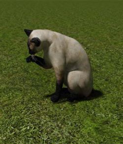 Siamese Cat- Extended Licence