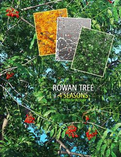 Rowan Tree