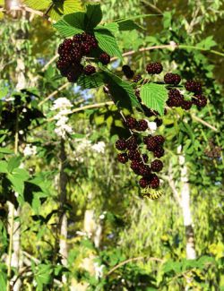 Bramble, Blackberry and Briar Plants for Daz Studio and Iray