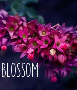 Blossom