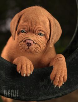 Benji The Puppy HD for Daz Dog 8