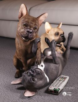 French Bulldog for Daz Dog 8