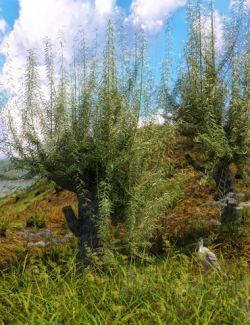 Old Man Willow- White Willow Trees for Daz Studio and Iray