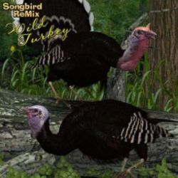 Songbird ReMix Wild Turkey