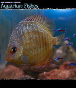 3D Underwater Fauna: African Cichlids