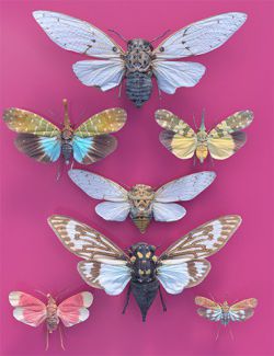 7 Cicada Collection Vol 1