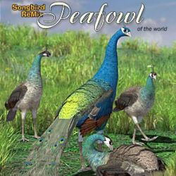 Songbird ReMix Peafowl of the World