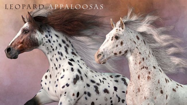 CWRW Leopard Appaloosas for the HiveWire Horse