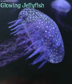 3D Underwater Fauna: Flowing Jellyfish