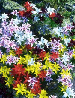 Garden Flowers - Asiatic Lilies