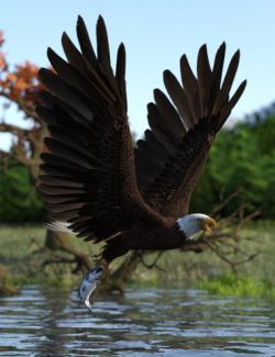 Deepsea's Eagle Poses and Fish