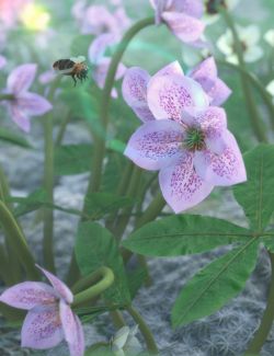 Garden Plants - Helleborus orientalis Christmas Rose Flowers